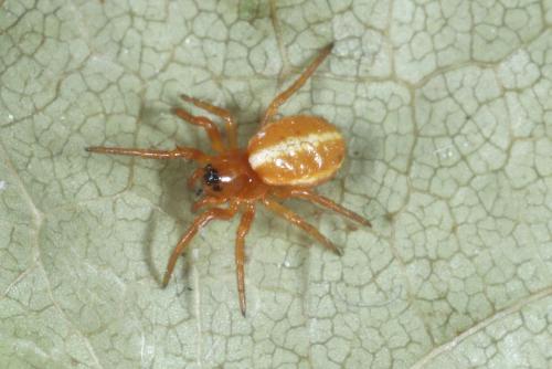 Hypsosinga sanguinea